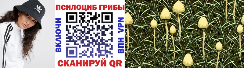 магазин продажи Куйбышев Галлюциногенные грибы Psilocybine cubensis